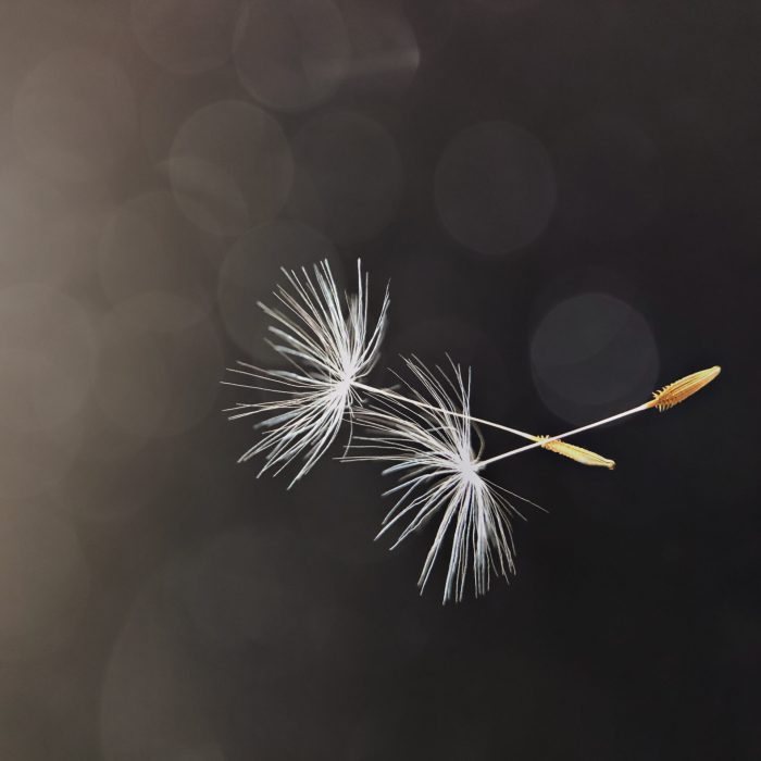 white-flying-dandelion-fluffs-YRP52BX